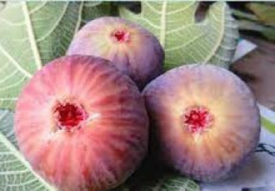 FIGS PREMIUM- BOMBAY