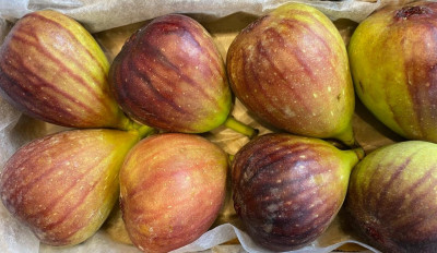 FRESH FIGS EUROPE
