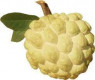 CUSTARD APPLE GOLDEN