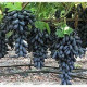 GRAPES INDIAN BLACK SEEDLESS