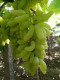 GRAPES INDIAN GREEN SEEDLESS