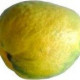 MANGO MALGUBA