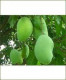 MANGO CHAUSA