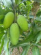 MANGO DASERI