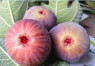 FRESH FIGS