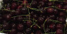 CHERRIES IMPORTED